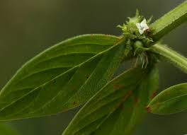 Image result for Hexasepalum sarmentosum