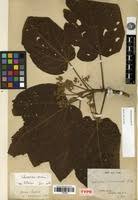 Image result for Carpodiptera africana