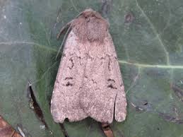 Image result for Graphiphora augur