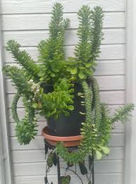 Image result for Monadenium hirsutum