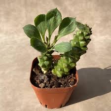 Image result for Monadenium laeve