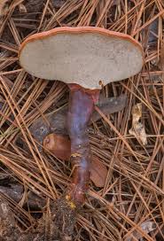 Image result for Ganoderma curtisii