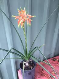 Image result for Aloe cooperi