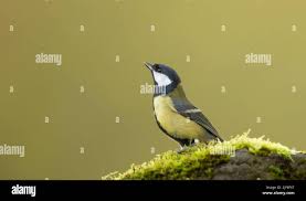 Colorido songbird gran tit pie sobre una roca musgosa, aislado del fondo,  espacio de copia Fotografía de stock - Alamy