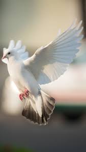 A Dove In Flight Vahsi Hayvanlar Hayvan Resimleri Ve Resimler