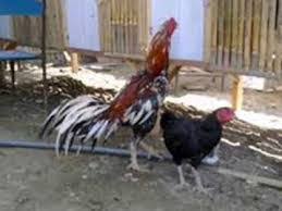 Perawatan indukan lovebird setelah meloloh agar cepat bertelur lagi. Bisnisku Cara Mengawinkan Ayam Bangkok Agar Cepat Bertelur