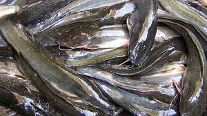 Klasifikasi ilmiah ikan lele (sumber wikipedia). Arti Mimpi Melihat Ikan Cupang Hias Pertanda Kebahagiaan Yang Dulu Tertunda Kini Akan Kembali Halaman 3 Tribunstyle Com