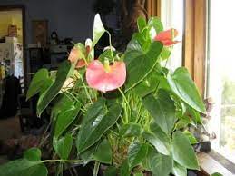 Ask The Expert Flamingo Lily Care I Recently Acquired A Plant At A Yard Sale The Lady Who Had It Didn T Know What Lily Plant Care Flamingo Flower Lily Plants