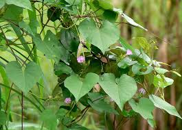 Image result for Ipomoea tenuirostris