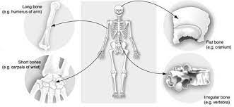Types Of Bone And Examples Types Of Bones Exercise Physiology Physiology