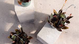 A mature jewel orchid that is several years old. That One Of A Kind Orchid Called Jewel Mulhall S