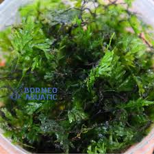 Image result for Crepidomanes