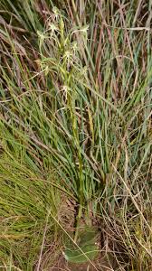 Image result for Bonatea antennifera