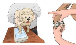 Pin On All About Dogs