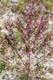Image result for Geigeria filifolia