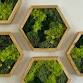 Moss Hexagon Wall Art Workshop event image