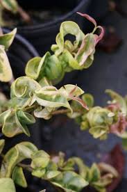 Image result for Lythrum rotundifolium