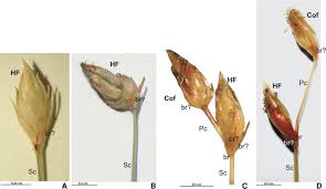 Image result for Abildgaardia ovata