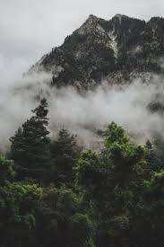 320 The Forest Ideas Forest Scenery Nature