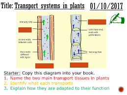 Like animal cells, plant cells are eukaryotic. Xylem And Phloem Diagram Gcse Data Diagram Medis