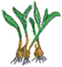 Image result for Digitaria gymnostachys