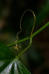 Image result for Adenia lobata