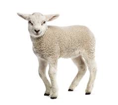 Lamb Definition And Meaning Collins English Dictionary