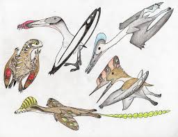 Image result for Pycnosphaera