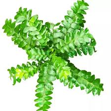 Image result for Phyllanthus gossweileri