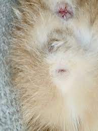 My Cat Has A Weird Black Mass On His Neutered Testicles Thecatsite