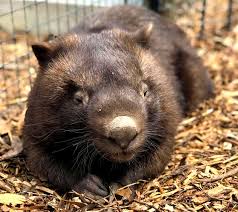 Image result for Common wombat