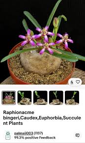 Image result for Raphionacme palustris