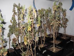 Trichome haben einen langen stängel, am ende des stängels ist „ne mütze drauf. Hoyte24 Nachrichtenportal Fur Hoyerswerda Hanf Ernte Vertrocknet