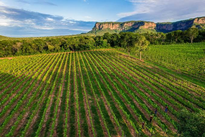 Vinícola em Aquidauana quer colocar a região do Pantanal no mapa do enoturismo | ASN Mato Grosso do Sul - Agência Sebrae de Notícias