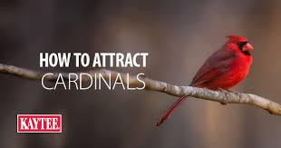 What do baby cardinals eat. How To Attract Cardinals