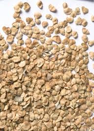 Image result for Atriplex halimus