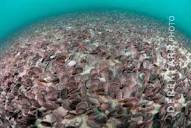 underwater photo of a bed of thousands of Sand Dollars