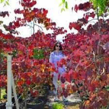 They are best planted in a moist. Cercis Eastern Weeping Redbud Canadian Redbud Judas Tree Ruby Falls Cercis Canadensis Ruby Falls Leguminosae Sms Marmara Group
