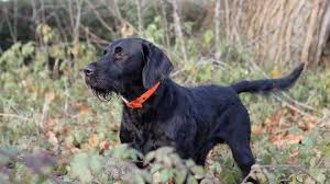 Look at pictures of german shorthaired pointer puppies who need a the german shorthaired pointer is slightly smaller than the wirehaired pointer. Is The Lab Pointer Mix The Best Pet For Your Family K9 Web