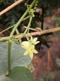 Image result for Sicyos