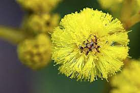 Acacia Pycnantha Australian Native Plants Flowers Native Plants