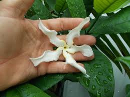 Image result for Tabernaemontana odoratissima