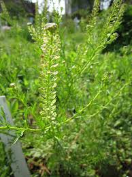 Image result for Lepidium bonariense