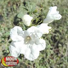 Image result for Cordia afra