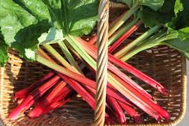 Sobald die blattstiele dick genug sind, können sie den rhabarber ernten. Rhabarber Ernten So Lauft Alles Richtig Mit Dem Fruhlingsgemuse