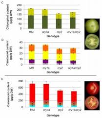 Check spelling or type a new query. Plantae Pivotal Roles Of Cryptochromes 1a And 2 In Tomato Development And Physiology Plant Phys Plantae