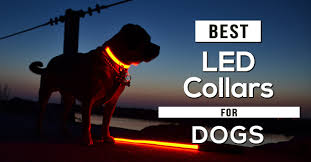 The Best Glow In The Dark Led Dog Collars In 2020 Review
