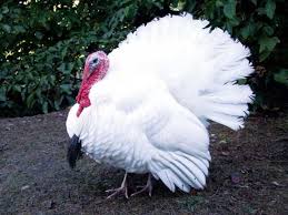 White Birds That Look Like Turkeys About Midget White Turkeys Unusually Small But Charming Birds Turkey Breeds Birds Raising Turkeys