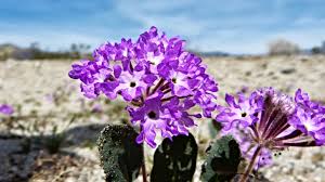Check spelling or type a new query. What S That Flower Anza Borrego Desert Botany Society