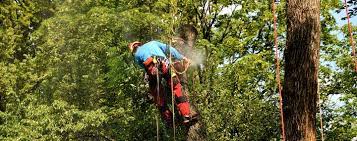 Befinden vogelnester, bruthöhlen von fledermäusen oder nester von wespen oder hornisse in dem baum, dann darf dieser auch zwischen oktober und februar nicht gefällt werden. Wann Darf Ich Baume Schneiden Oder Fallen Baumpflegeportal